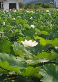 花神在星际晋江文学城手机版